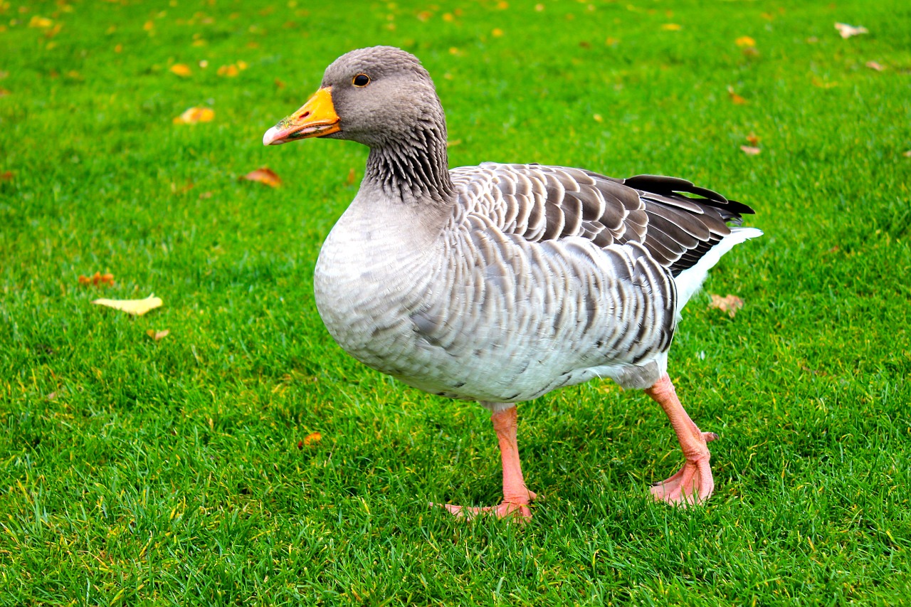 greylag goose goose duck free photo