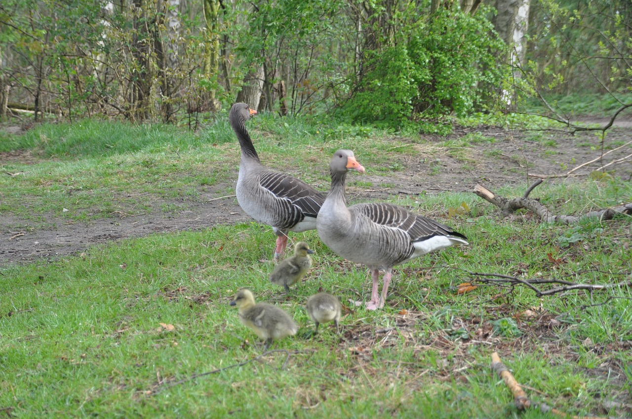 greylag goose family spring free photo