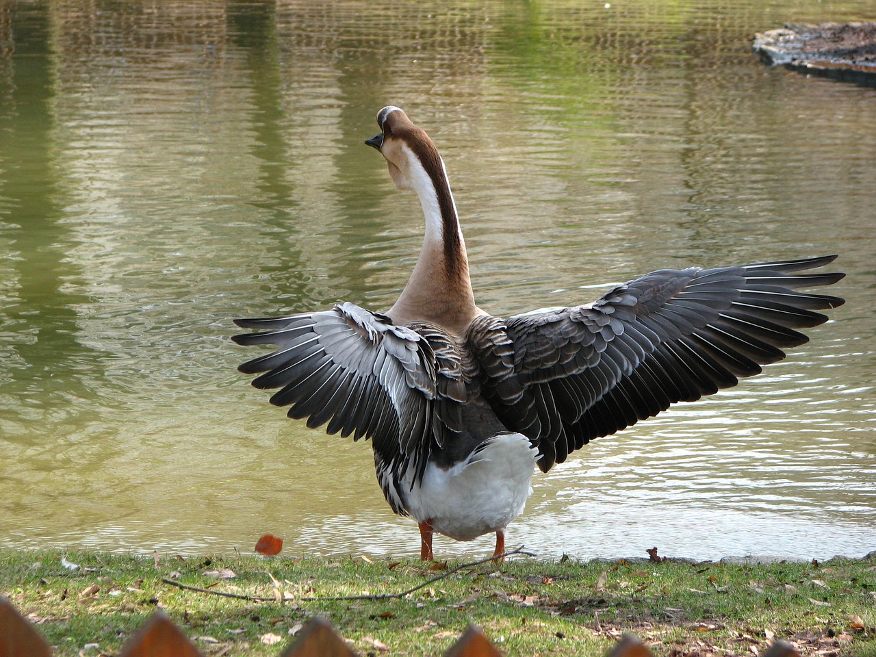 greylag goose bird animal free photo