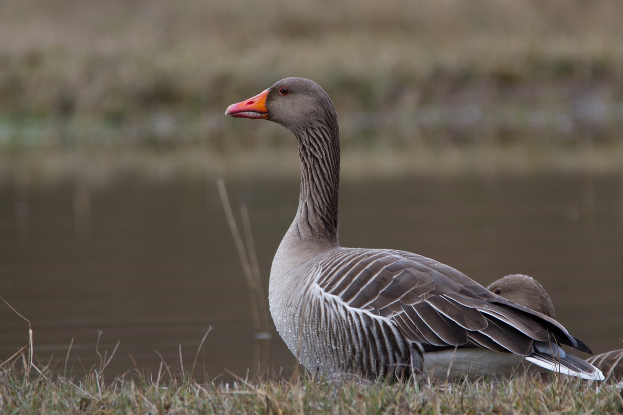 greylag goose wild goose water bird free photo