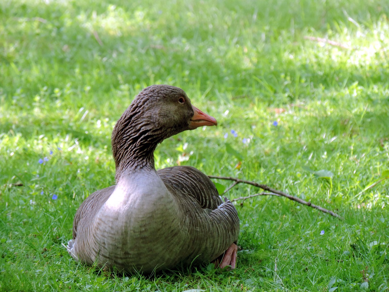 greylag goose lying meadow free photo