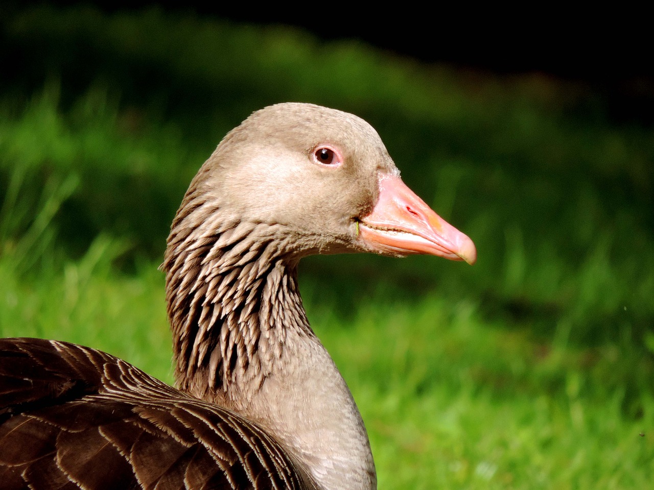 greylag goose lying meadow free photo