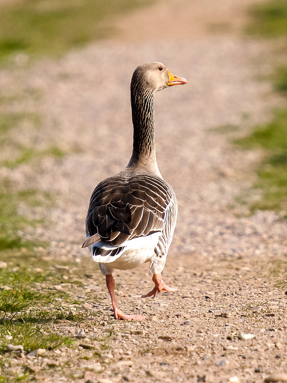 greylag goose goose bird free photo