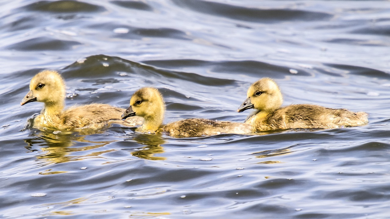 greylag goose goose chicks free photo