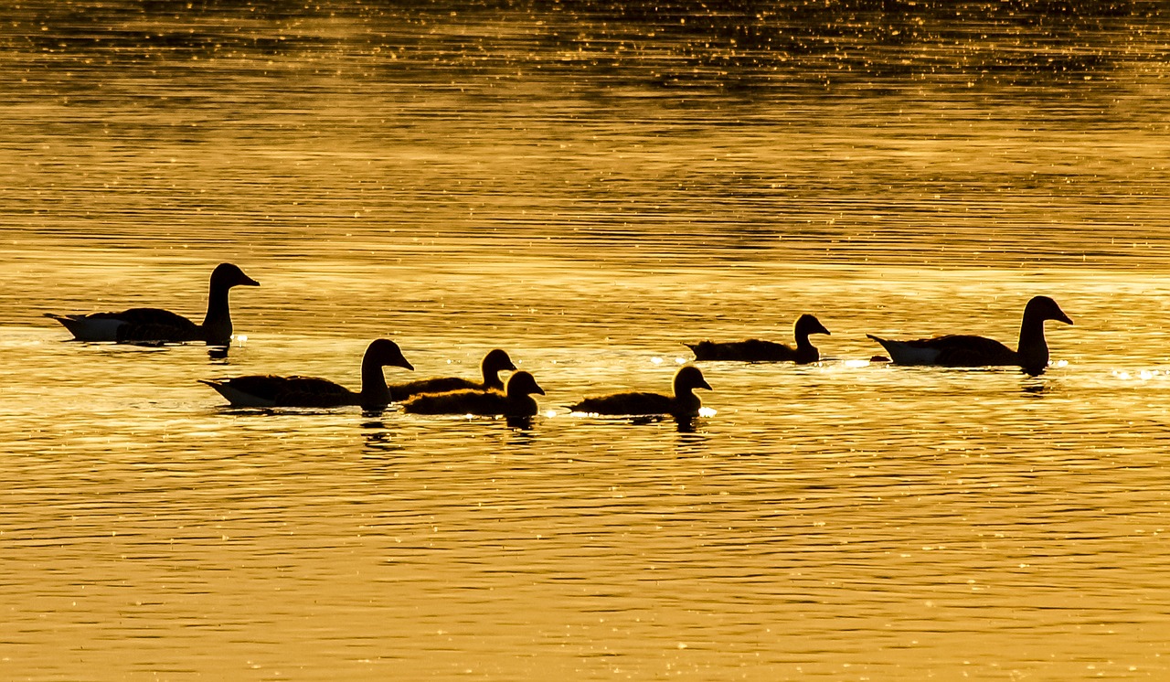 greylag goose goose water bird free photo