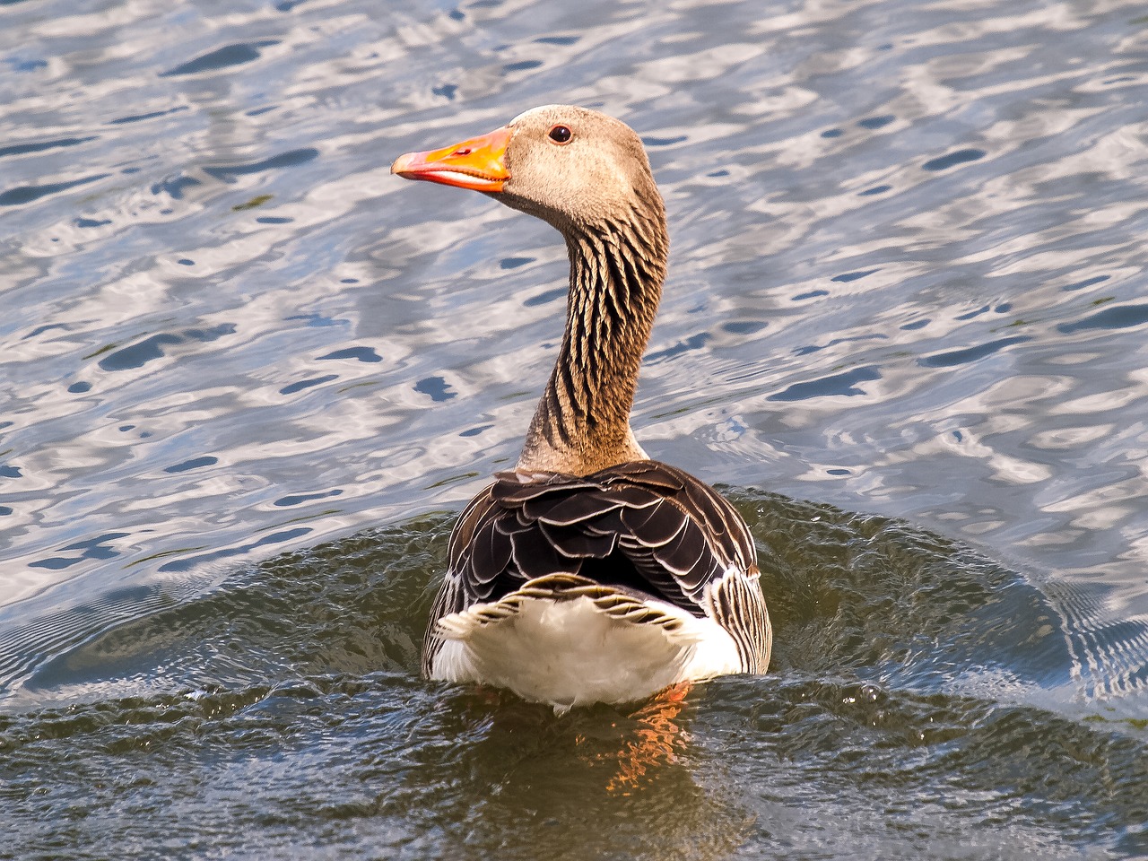 greylag goose goose water bird free photo