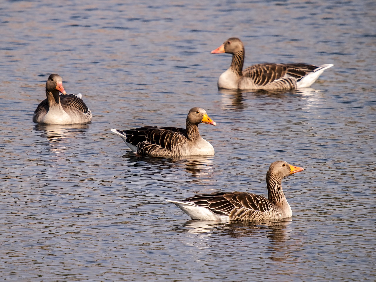 greylag goose goose water bird free photo