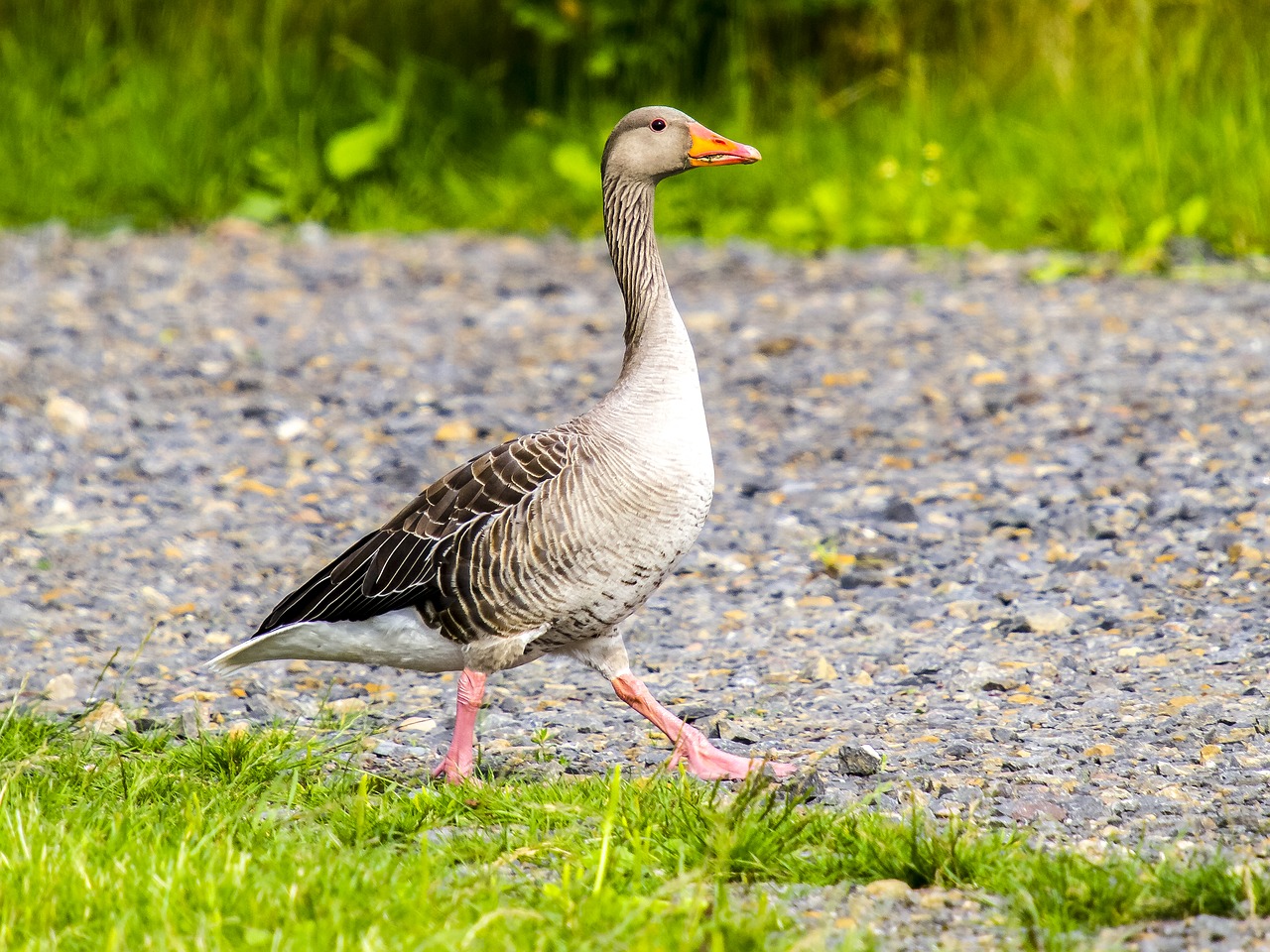 greylag goose goose water bird free photo