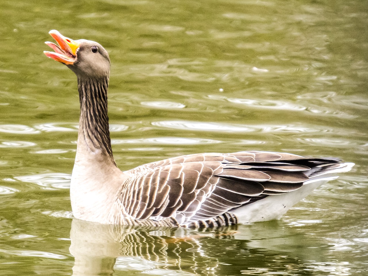 greylag goose goose water bird free photo