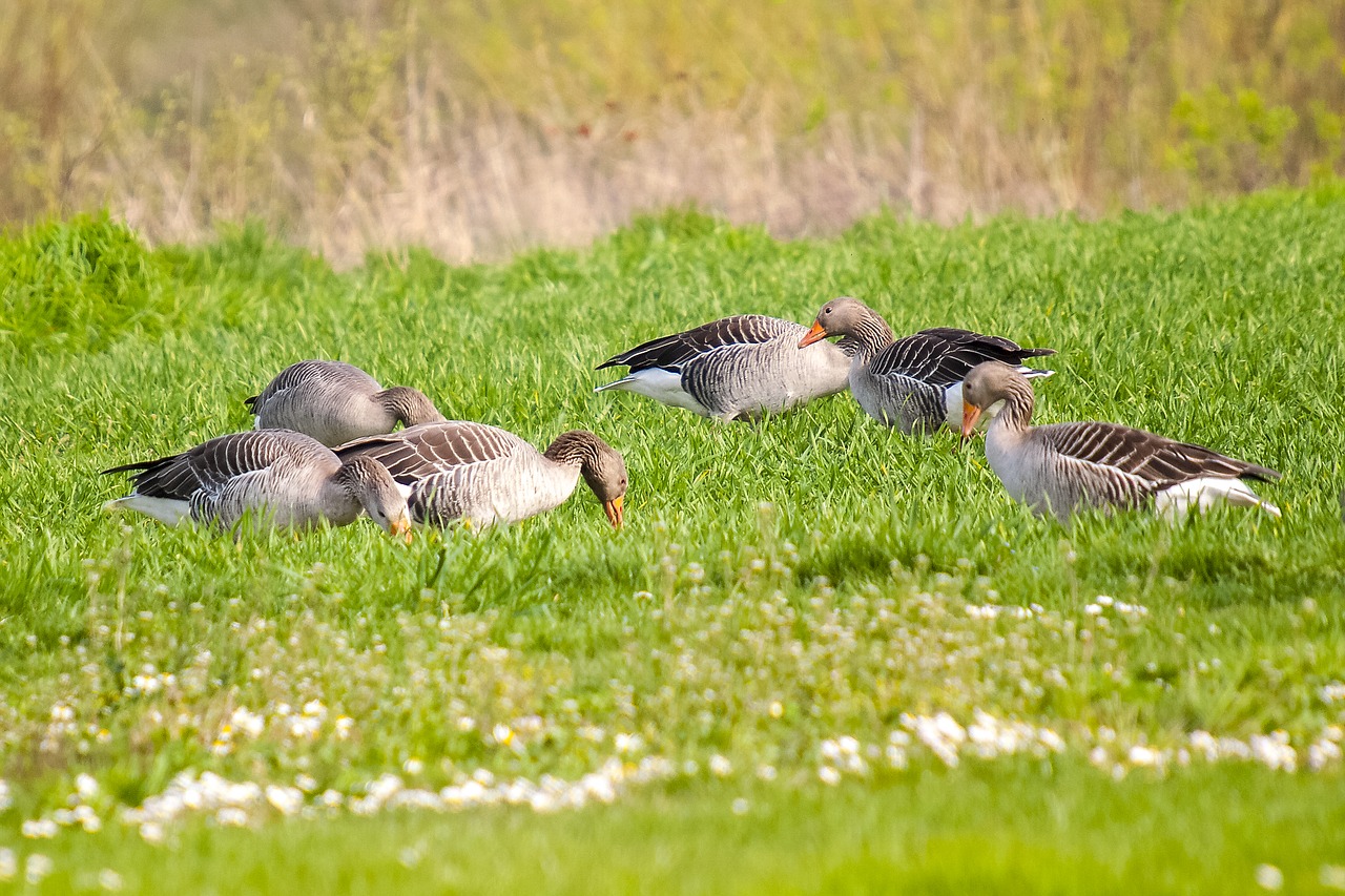 greylag goose goose water bird free photo