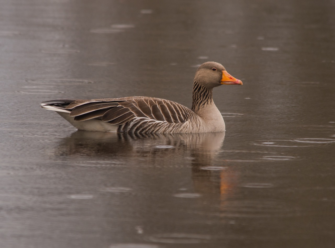 greylag goose bird goose free photo