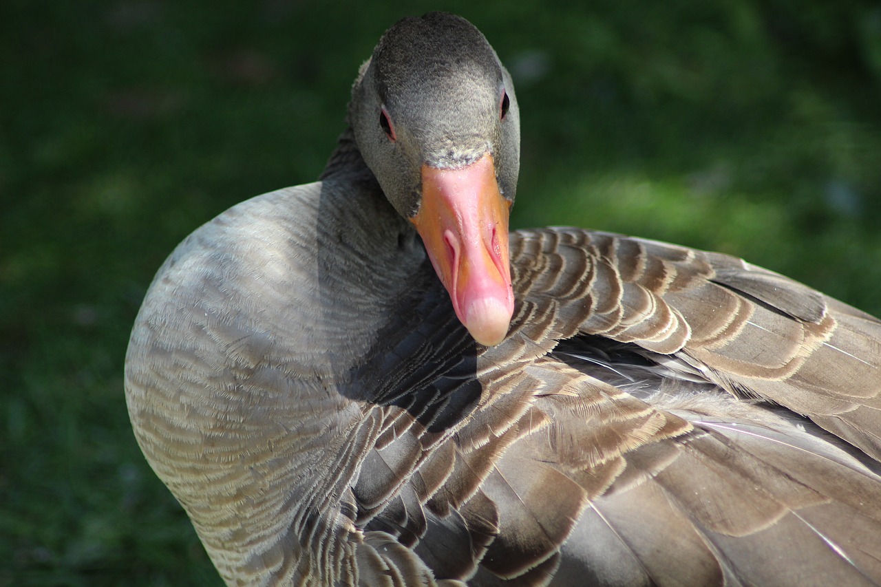 greylag goose wildlife park nature free photo