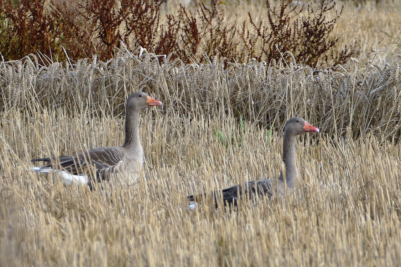 greylag goose geese bird free photo