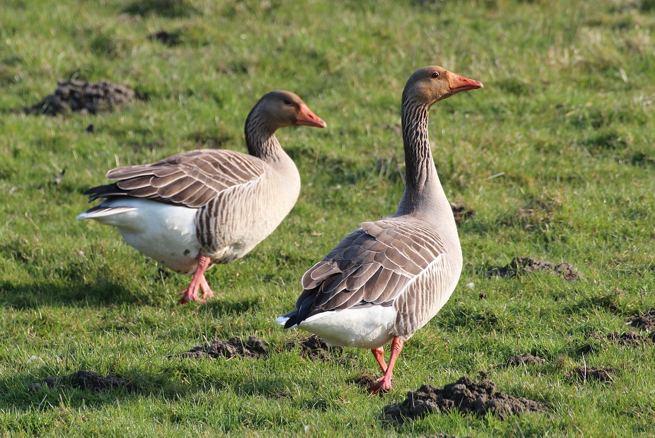 greylag goose anser anser goose free photo