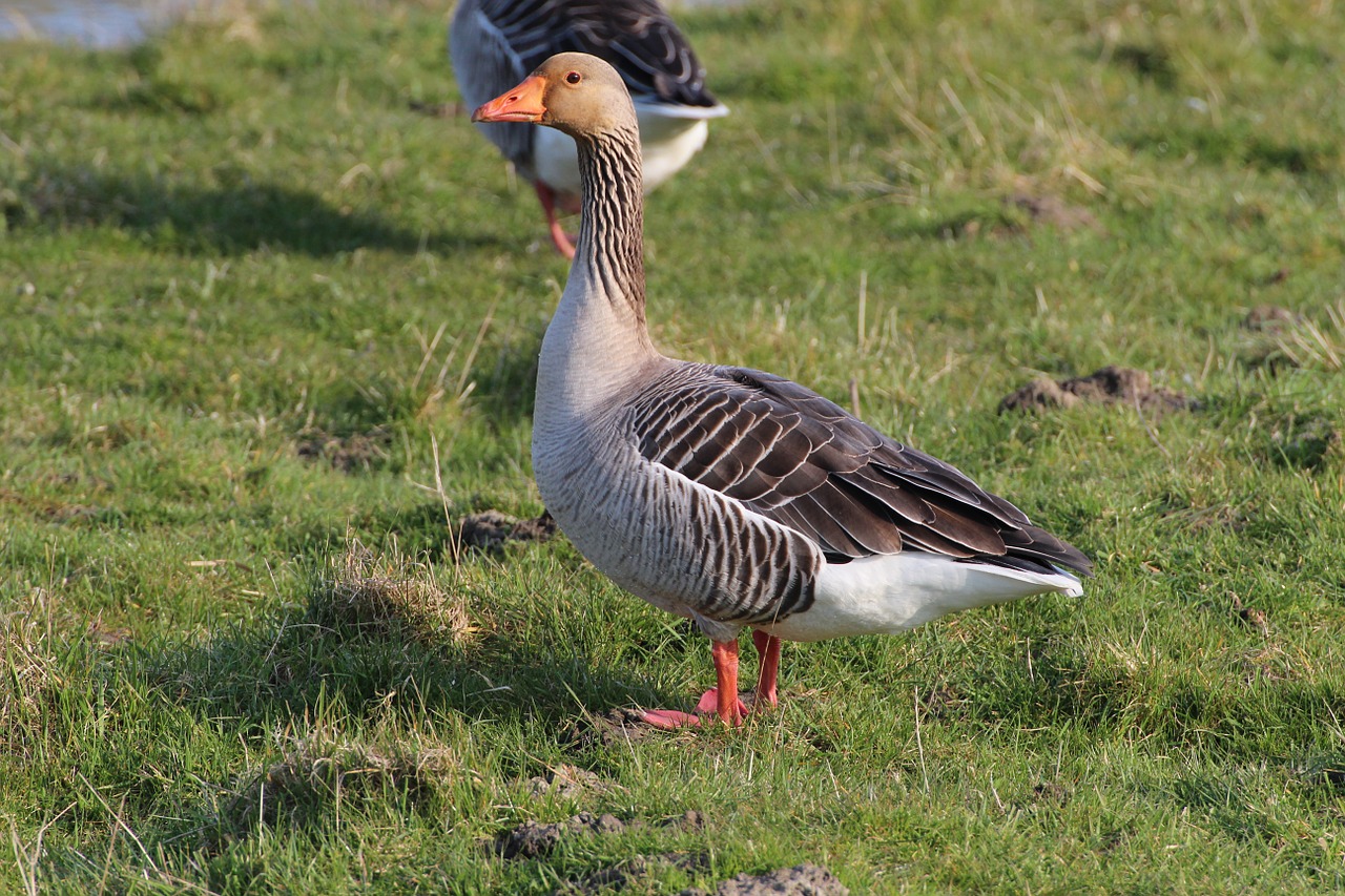 greylag goose anser anser goose free photo