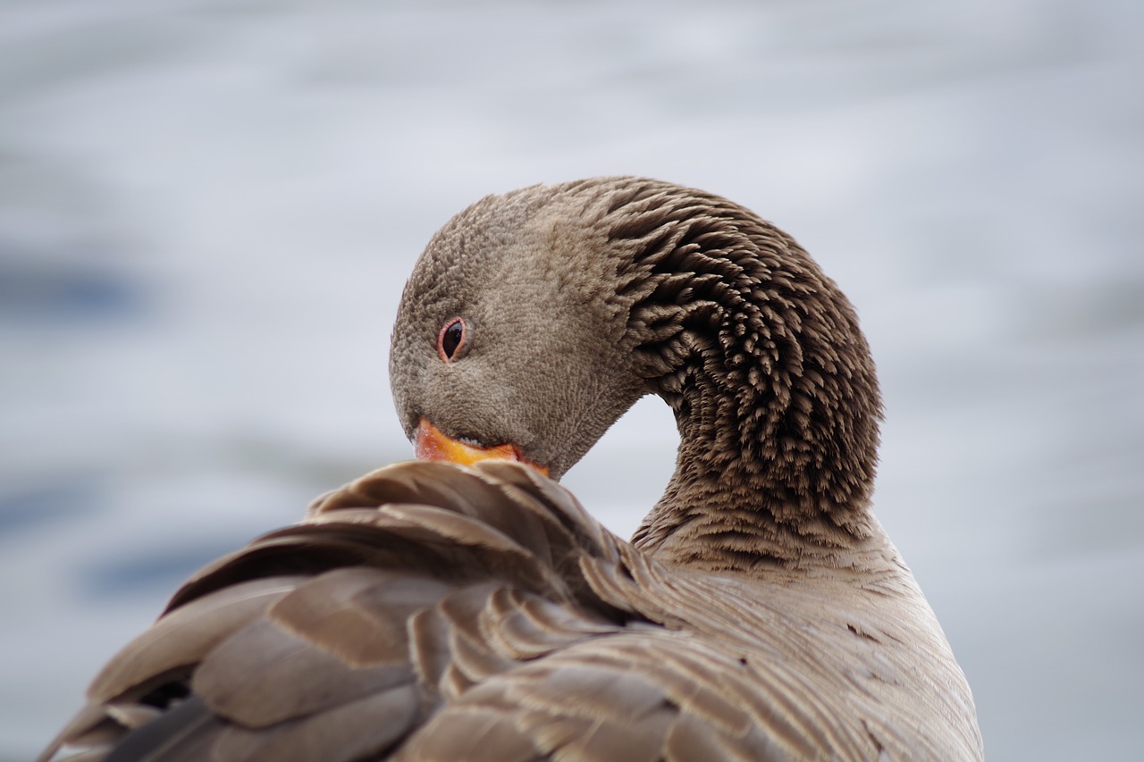 greylag goose  plumage  poultry free photo