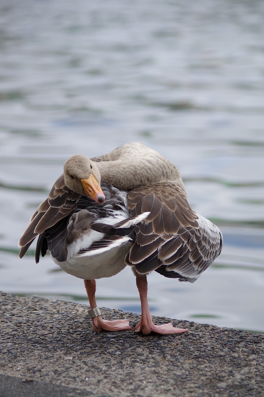 greylag goose  plumage  bill free photo