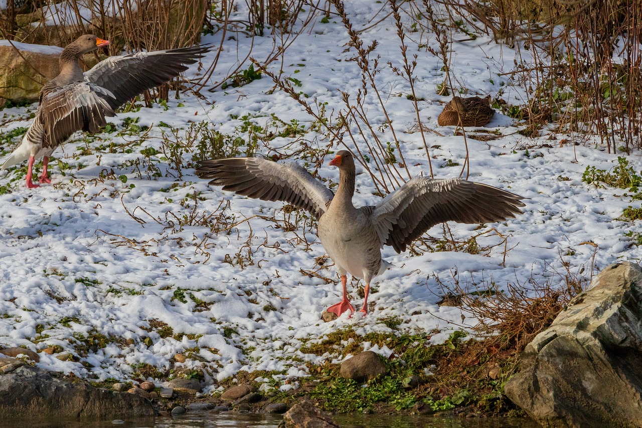 greylag goose  goose  bird free photo