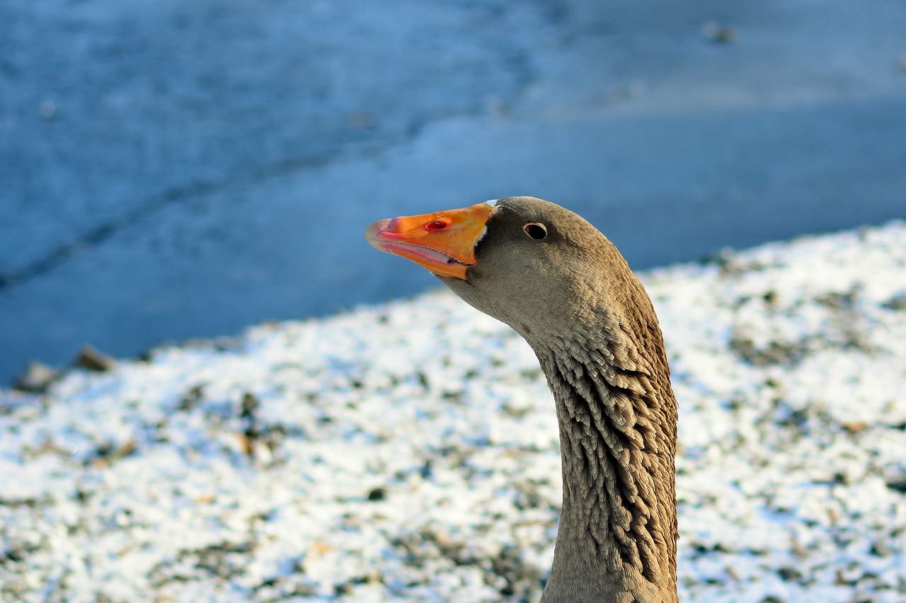 greylag goose  cold  water bird free photo