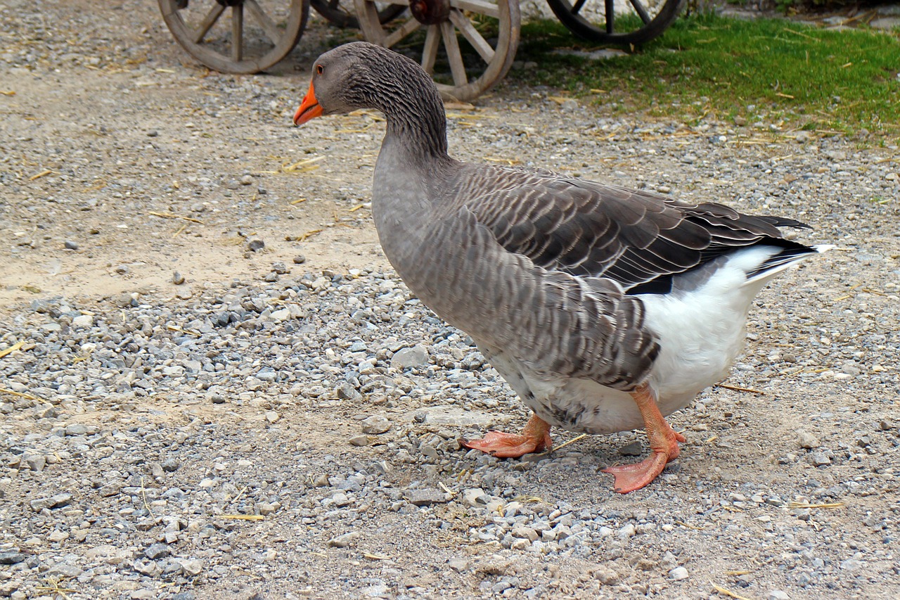 greylag goose goose domestic goose free photo