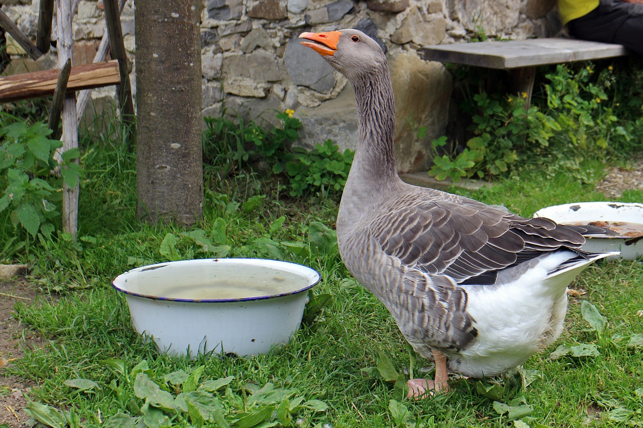 greylag goose domestic goose goose free photo