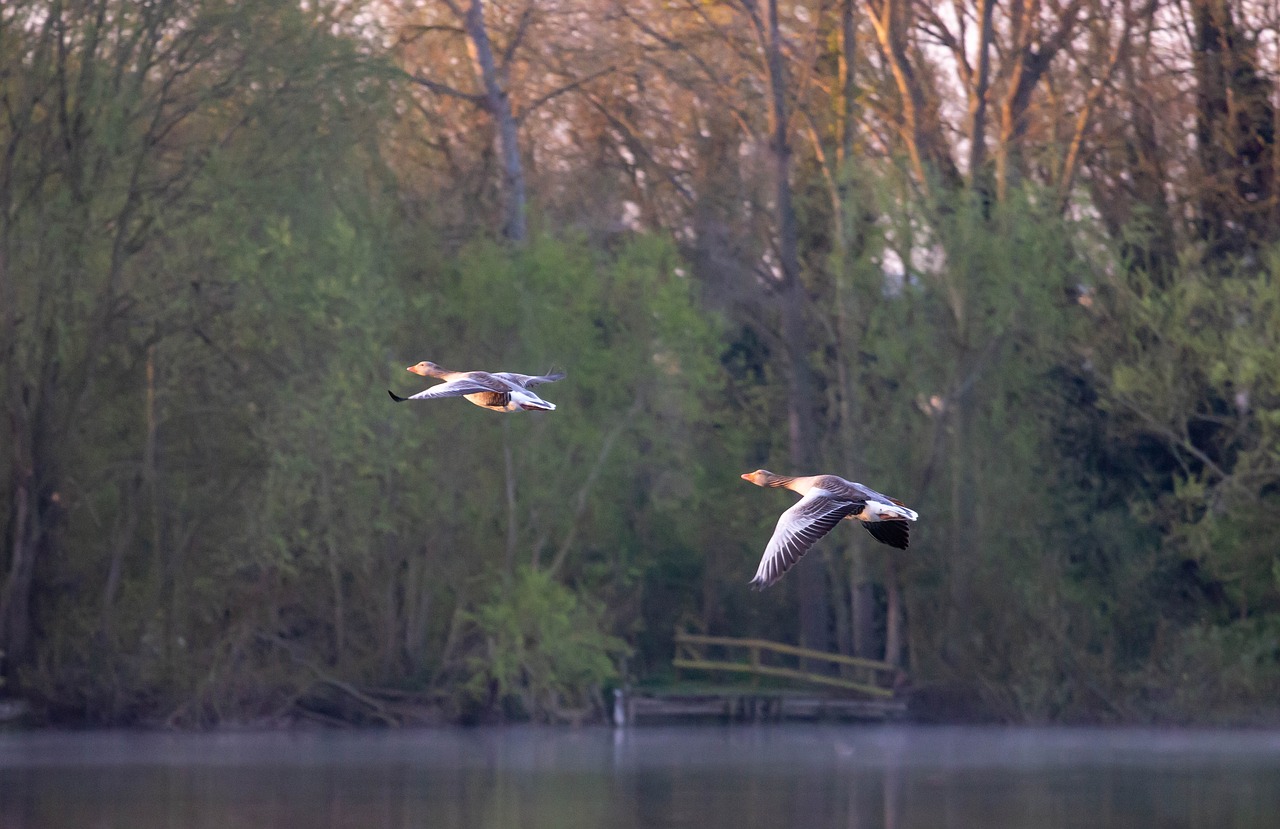 greylag goose  goose  bird in flight free photo