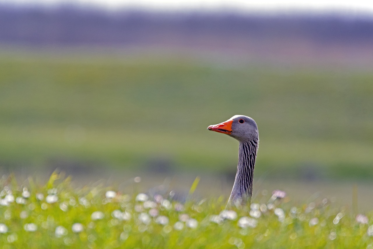 greylag goose  submarine  seerohr free photo