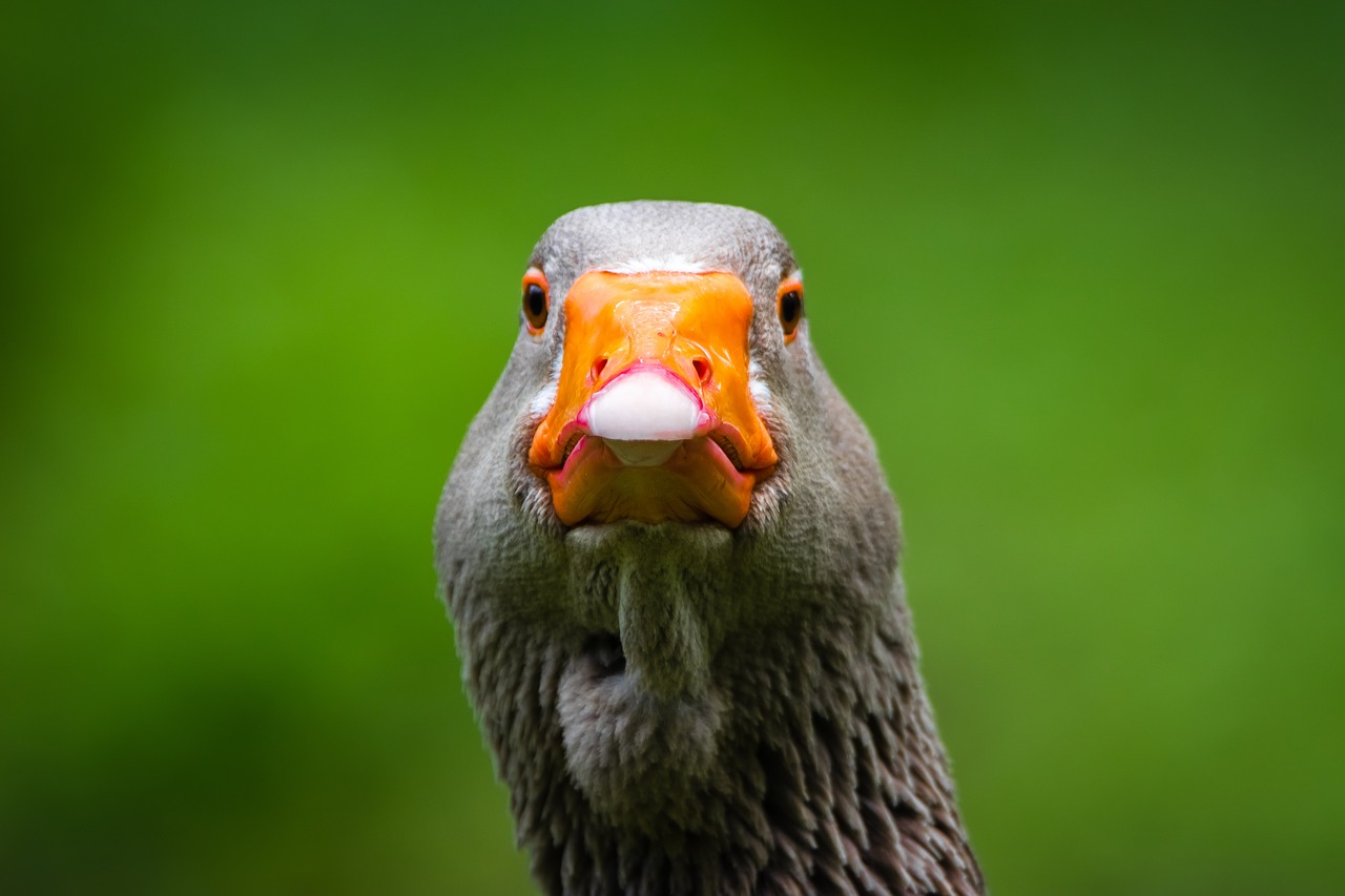 greylag goose  bill  goose free photo