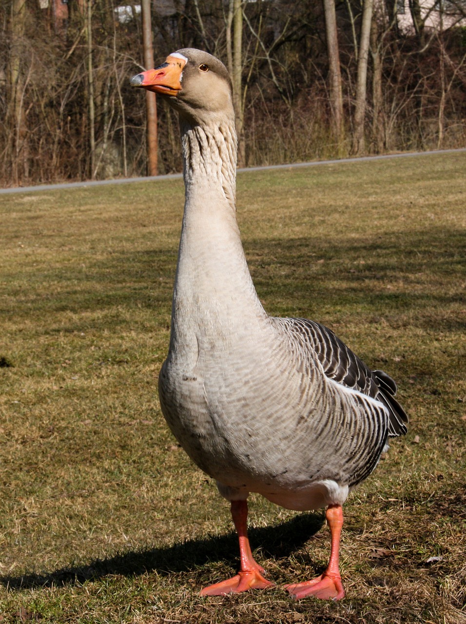 greylag goose animal goose free photo