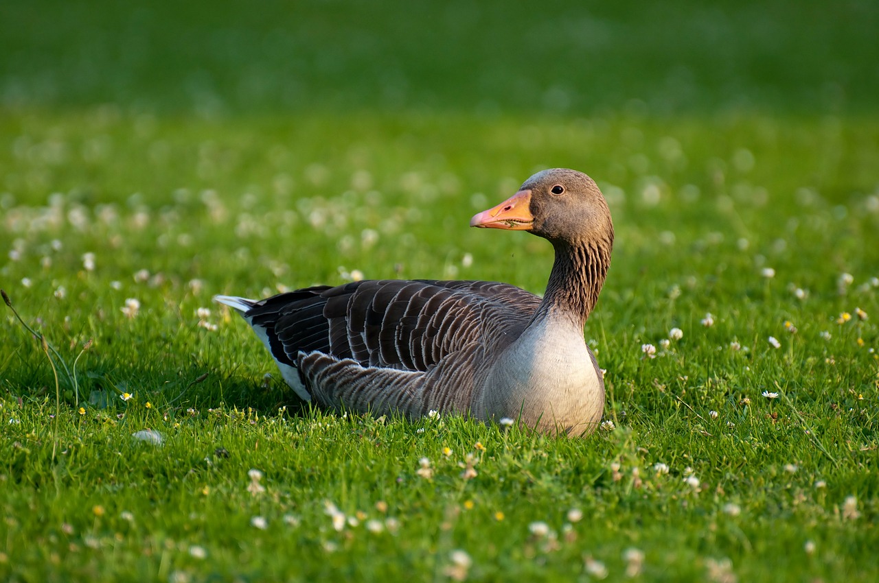 greylag goose goose anser anser free photo