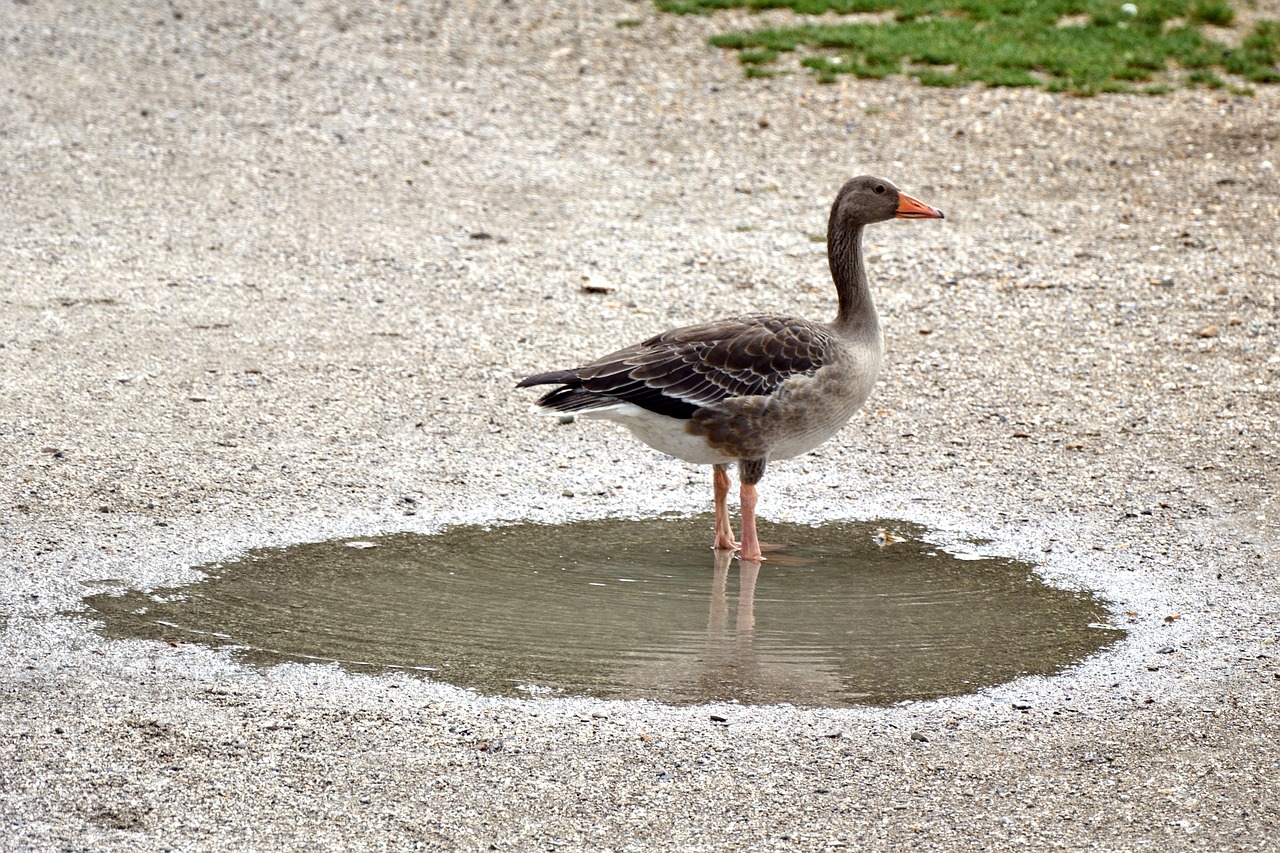 greylag goose goose bird free photo