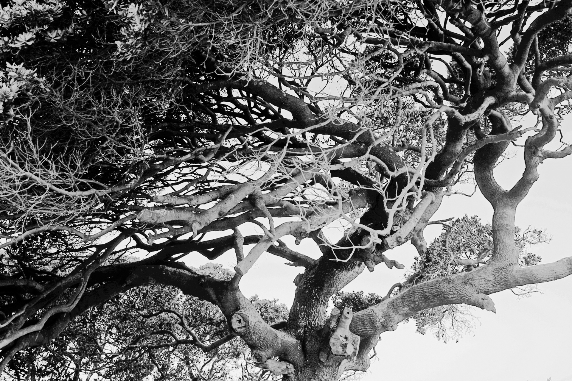 tree coastal branches free photo