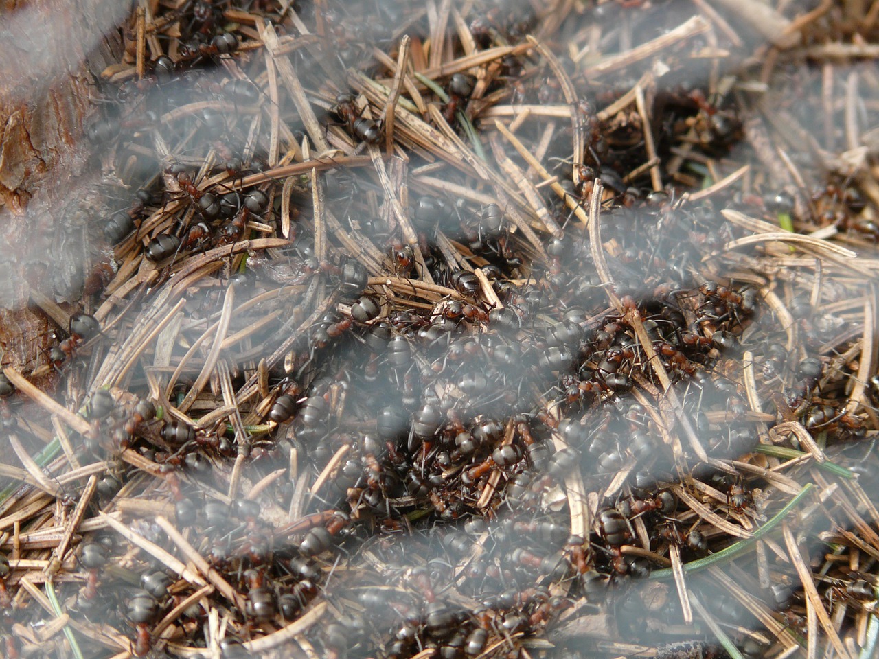 grid ants ant hill free photo