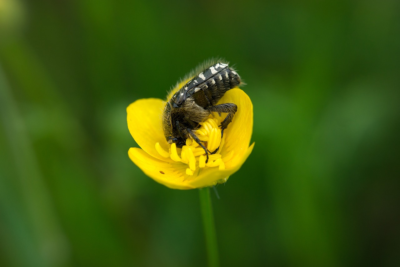 grief rose beetle  beetle  buttercup free photo