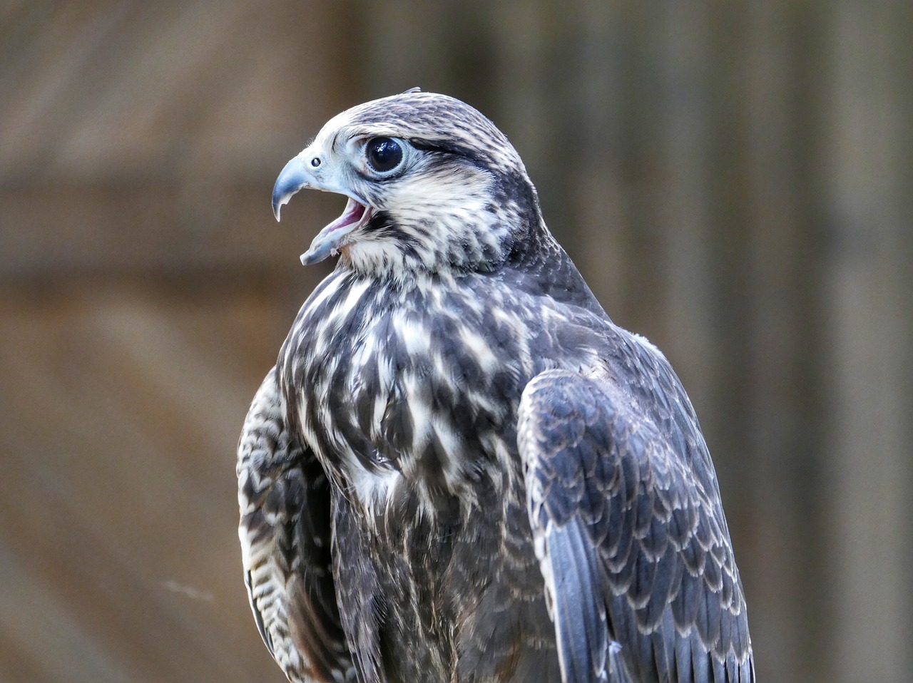 griffin  bird  raptor free photo