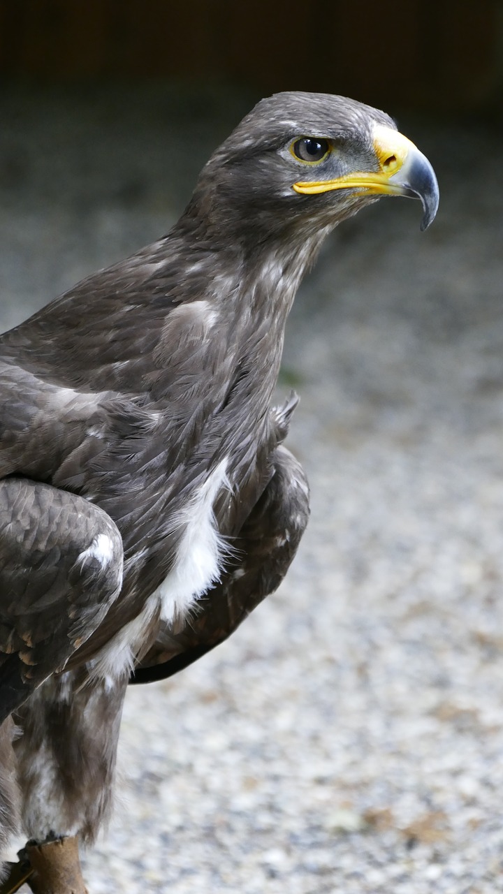 griffin  bird  raptor free photo