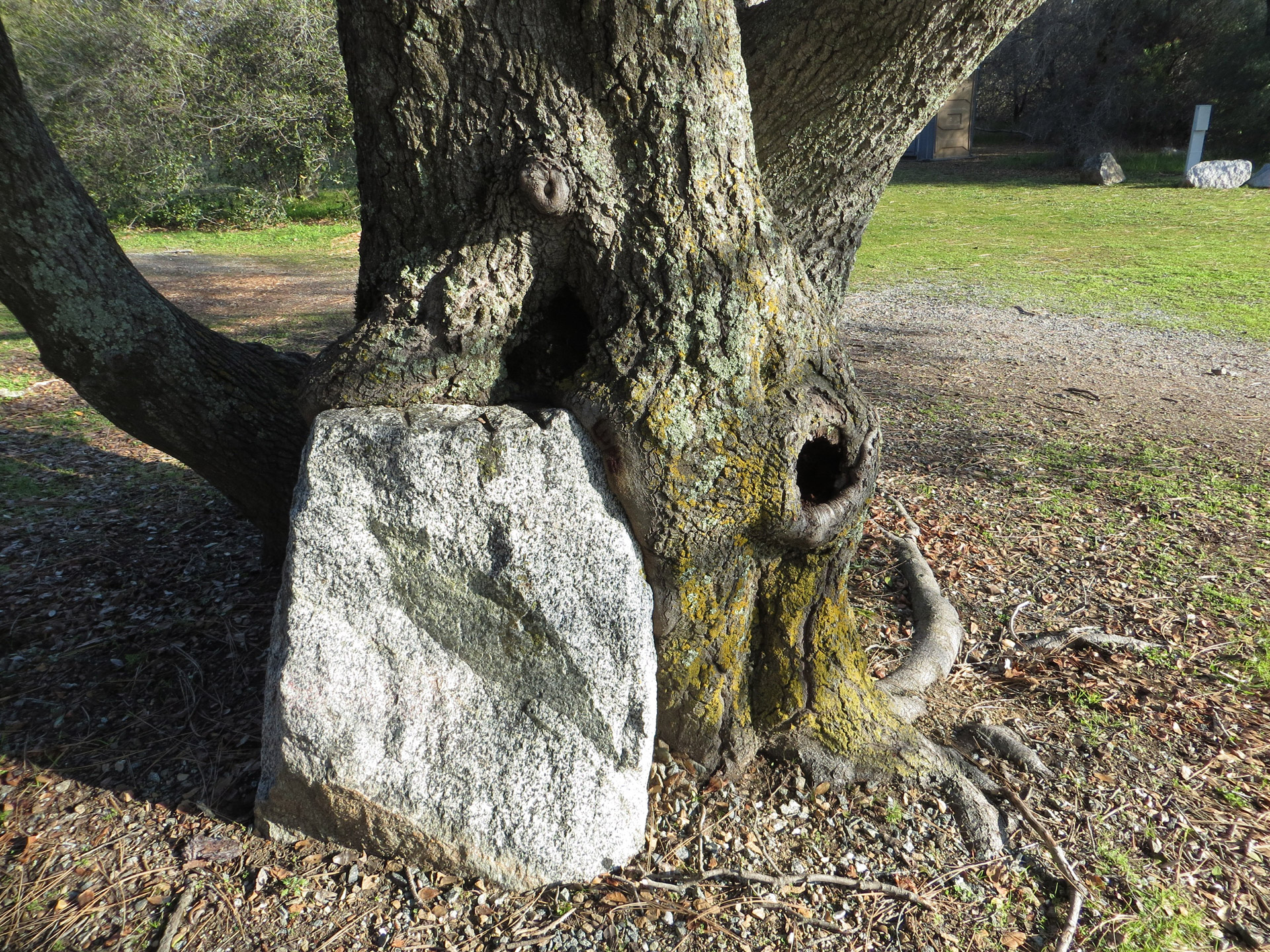 tree granite park free photo