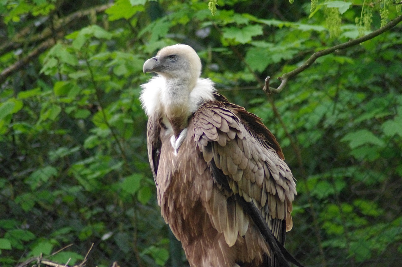 griffon vulture raptor zoo free photo