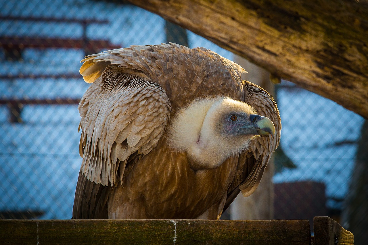 griffon vulture vulture bird of prey free photo
