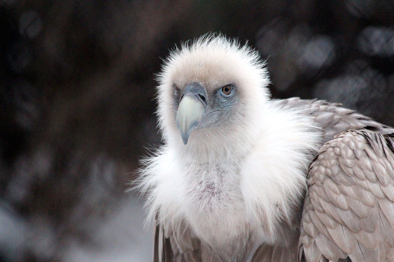 Griffon vulture, birds, gyps fulvus, bird of prey, vulture - free image ...
