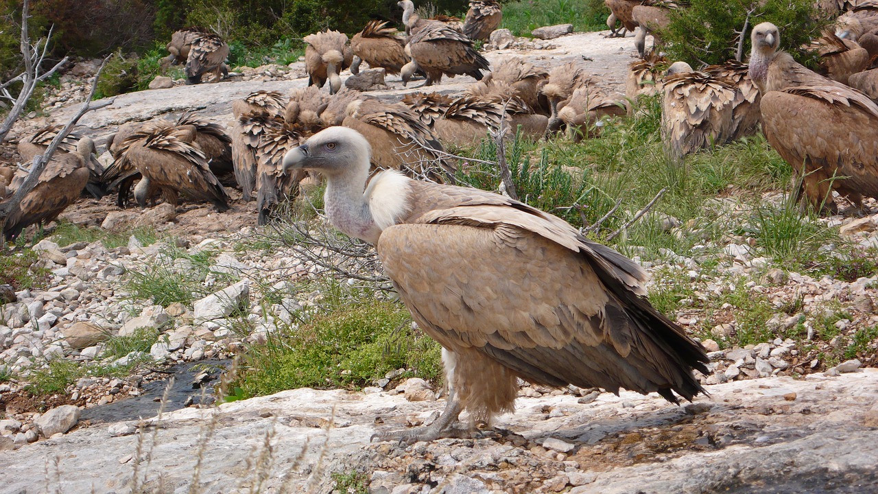 griffon vulture  sierra de guara  spain free photo