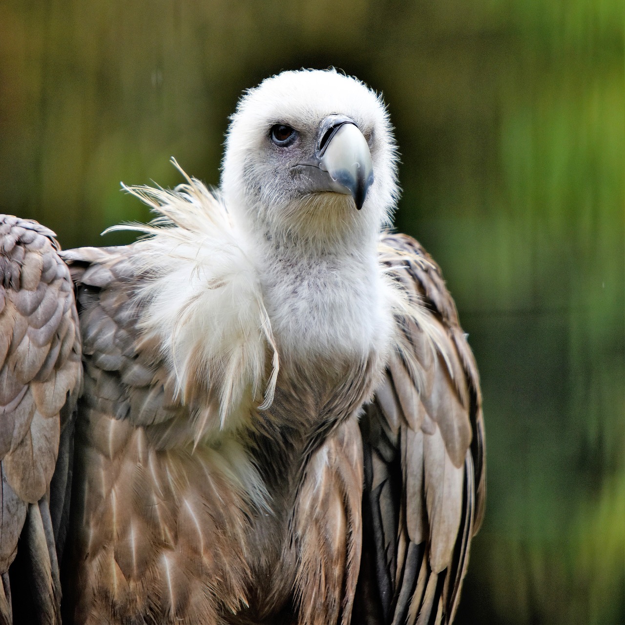griffon vulture  bird  raptor free photo
