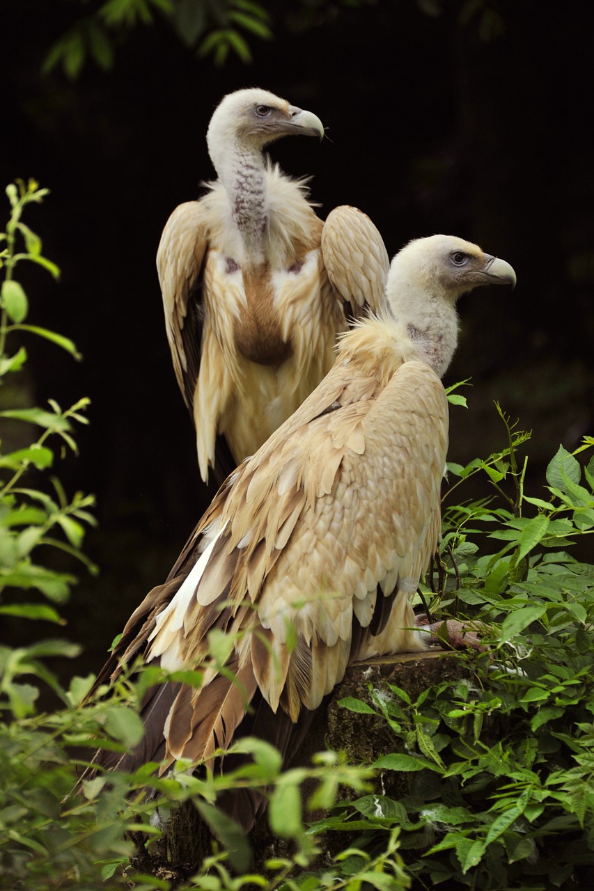 griffon vulture  raptor  birds free photo