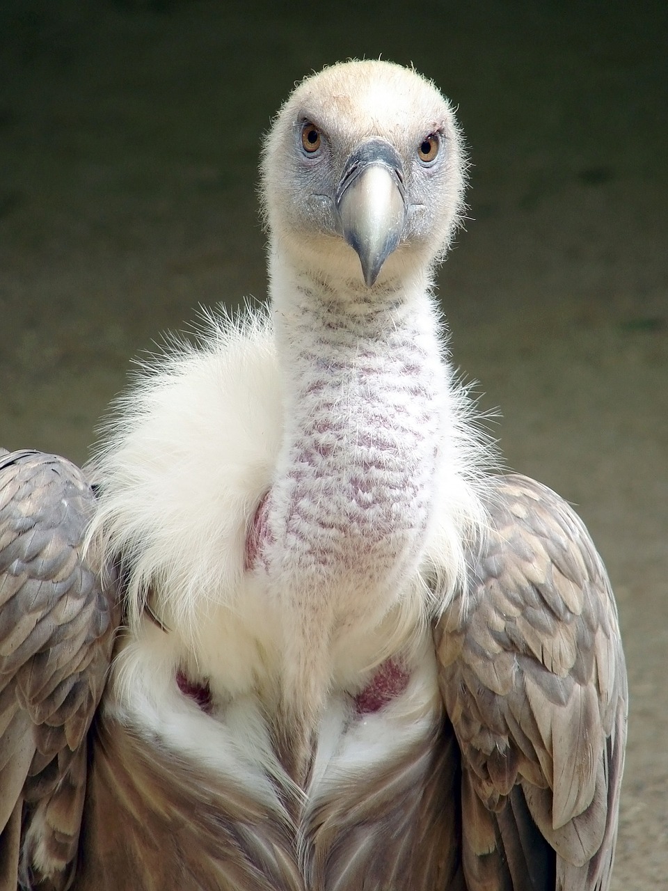 griffon vulture vulture griffon free photo
