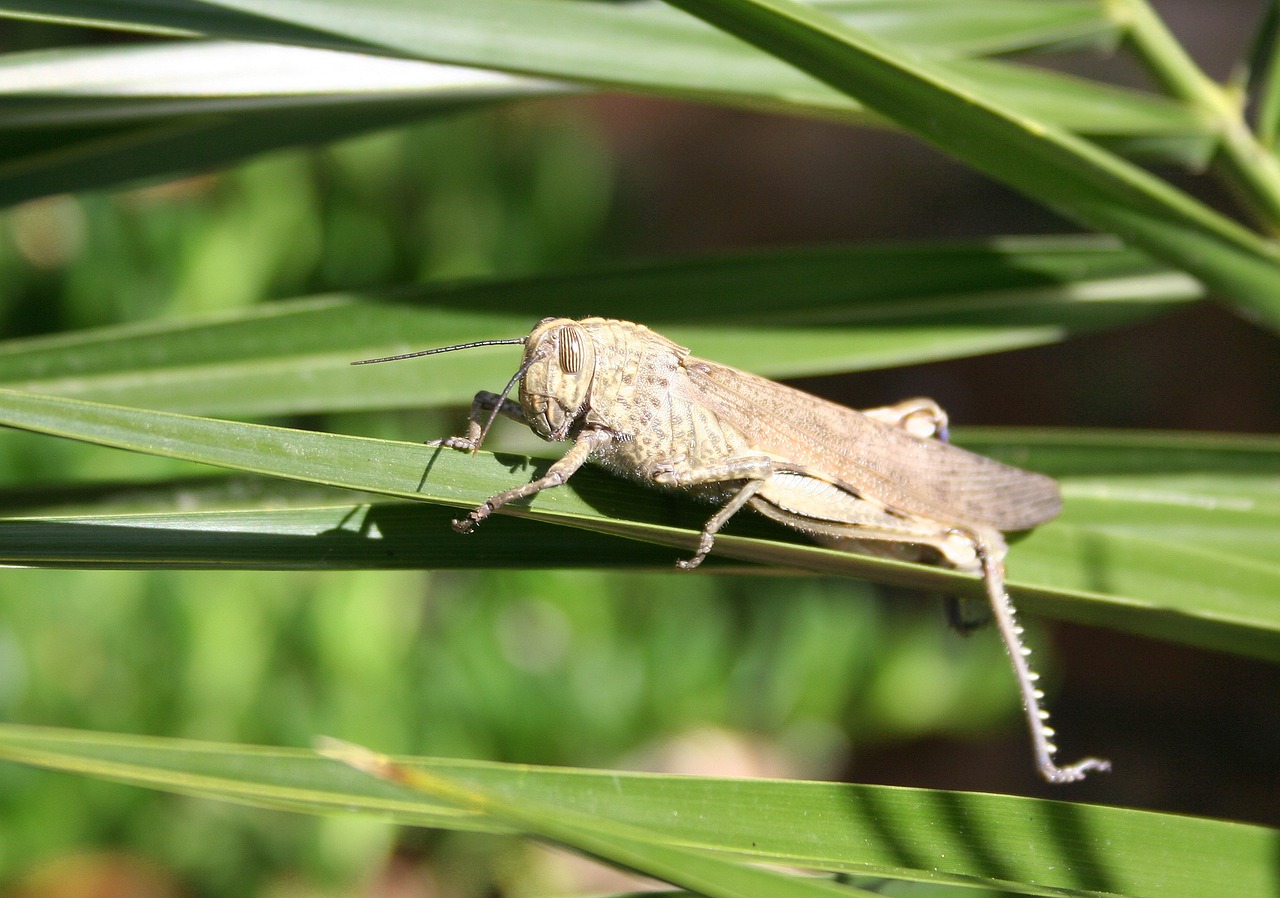 grille grasshoppers giant grasshopper free photo