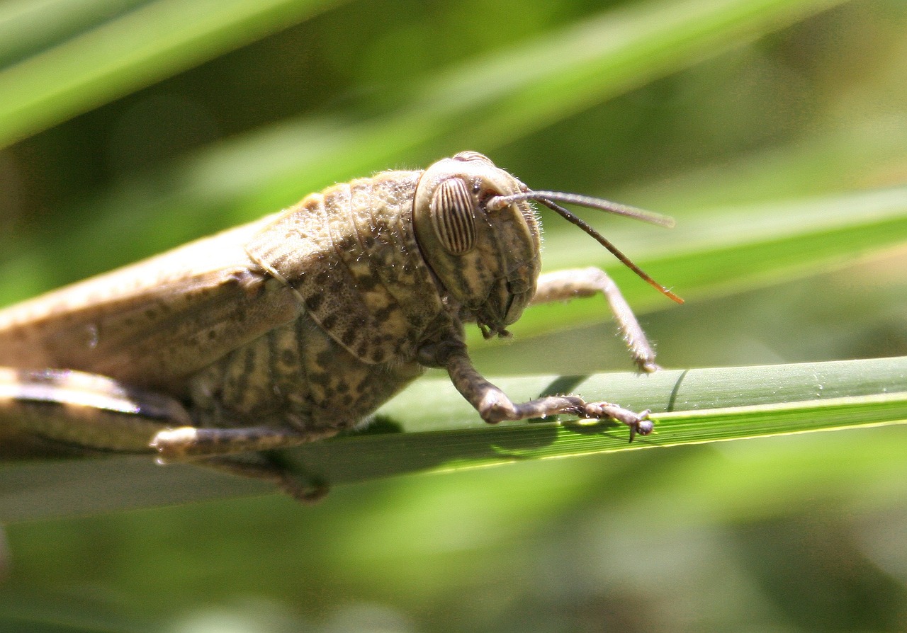 grille grasshoppers giant grasshopper free photo