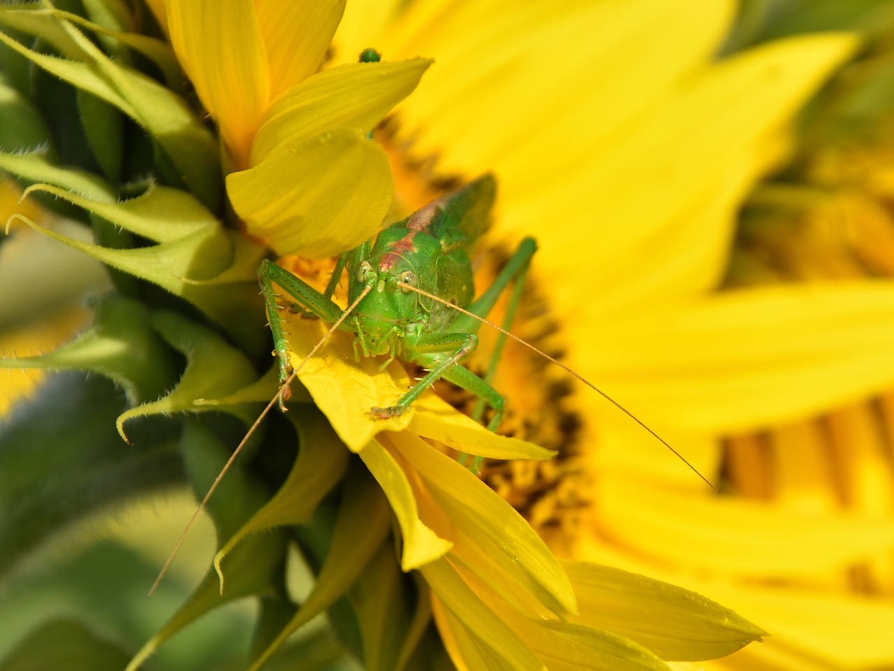 delicate insect grasshopper insect free photo