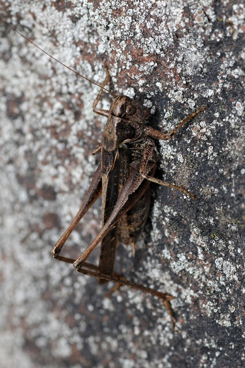 grille grasshopper creature free photo