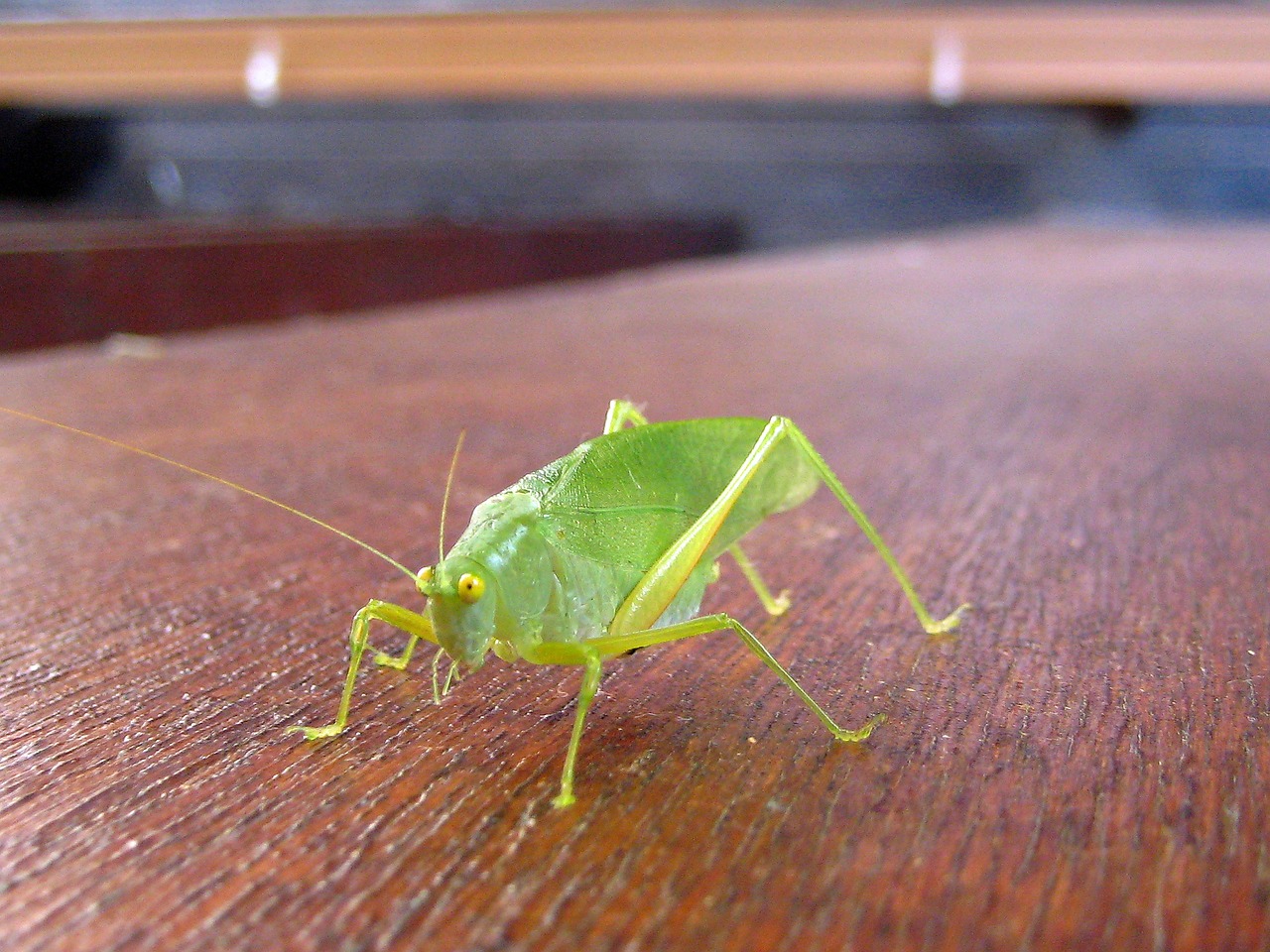 grille grasshopper green free photo