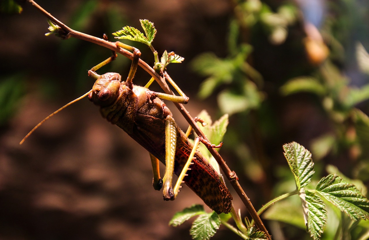 grille grasshopper insect free photo